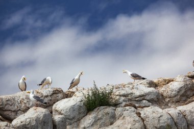 Kayalık taşların üzerindeki martılar