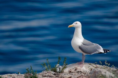 Taş sahil şeridinde martı