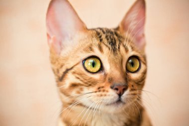 Güzel Bengal kedisi ağızlığı. Yaklaş.