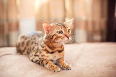 Güzel Bengal kedisi bir yatakta yatıyor ve yana bakıyor.