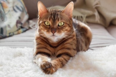 Bengal kedisi kanepede yatıyor.