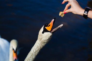 Sudaki kuğular ve elle beslenen