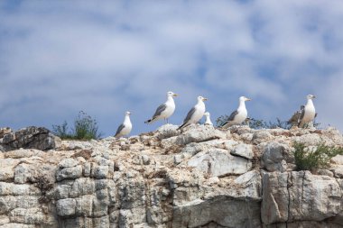 Kayalık taşların üzerindeki martılar