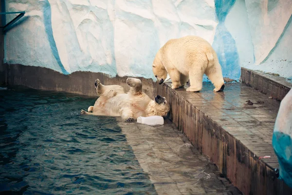 Dos Osos Polares Novosibirsk Zoológico Jugando — Foto de Stock