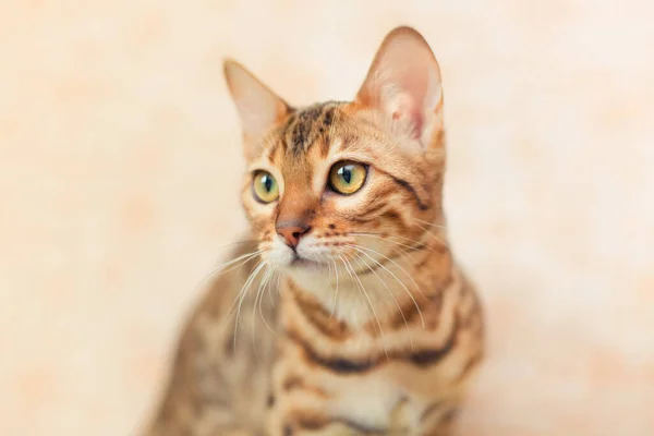 Hermoso Gato Bengala Sentado Mirando Hacia Los Lados —  Fotos de Stock