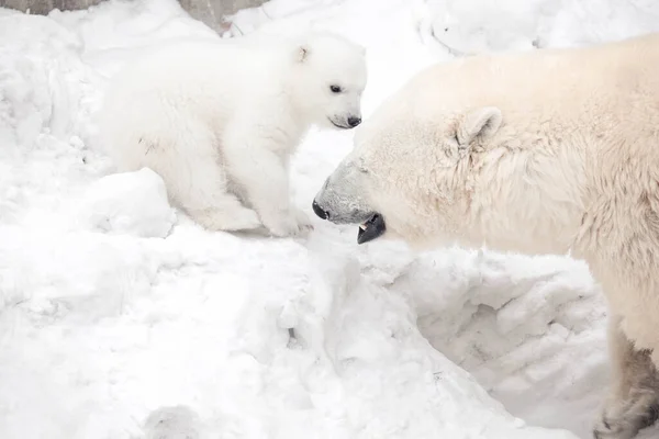 Polar Bear Cub Its Mom — Stock Photo, Image