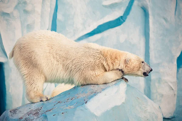 Lední Medvěd Novosibirsku Ohýbání Zoo — Stock fotografie