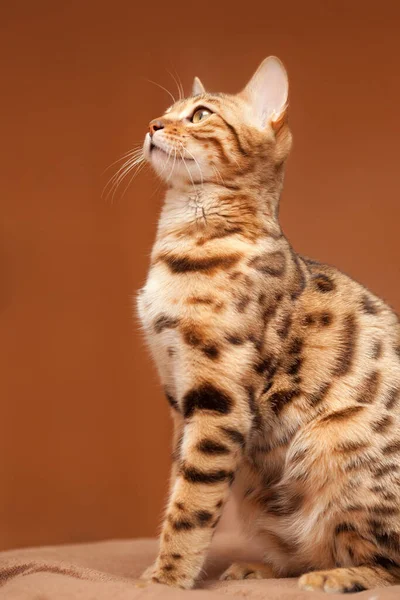 Perfil Hermoso Gato Bengala Sentado Sobre Fondo Marrón —  Fotos de Stock