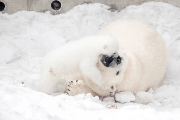 Little Polar Bear Cub Playing Its Mom — Stock Photo, Image