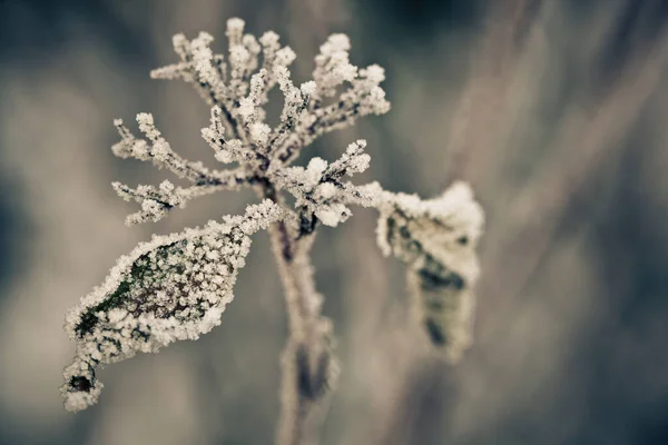 Feuilles Desséchées Dans Gel Hiver — Photo