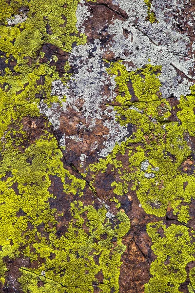 Taşta büyüyen liken.