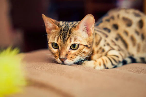 Beau Chat Bengale Jouant Avec Jouet — Photo