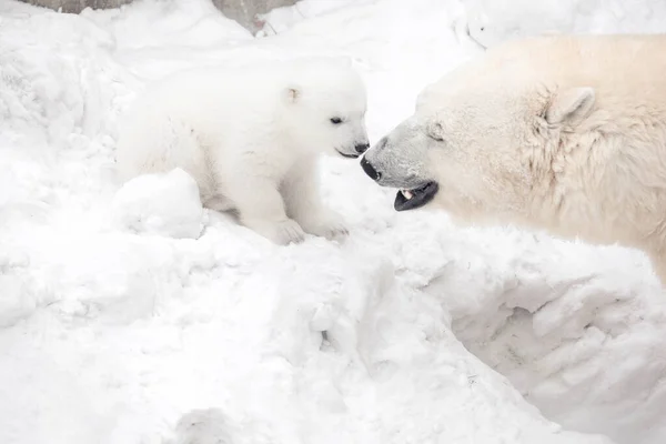 Polar Bear Cub Its Mom — Stock Photo, Image