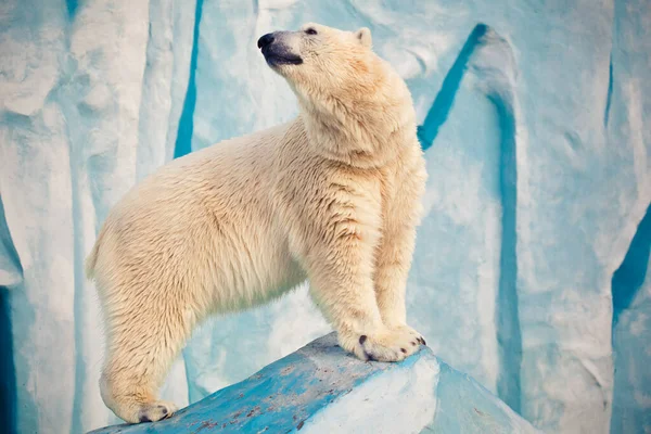 Oso Polar Novosibirsk Zoo — Foto de Stock