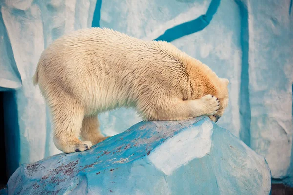 Oso Polar Cerrando Los Ojos Zoológico Novosibirsk — Foto de Stock