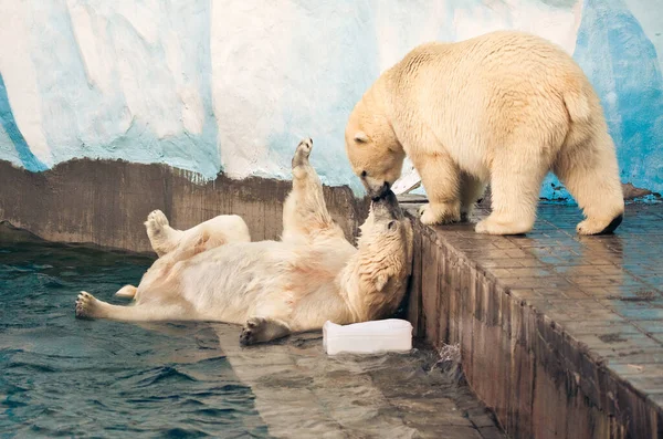 Két Jegesmedve Novoszibirszk Állatkert Csók — Stock Fotó