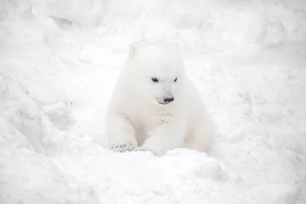 Kleine Ijsberenwelp Sneeuw — Stockfoto