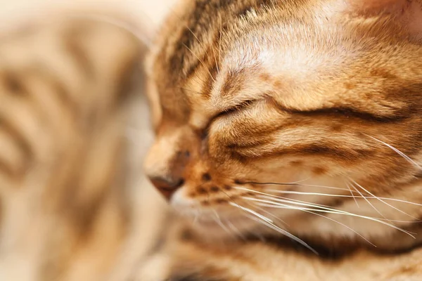 Güzel Bengal kedisi gözleri beceriyor.