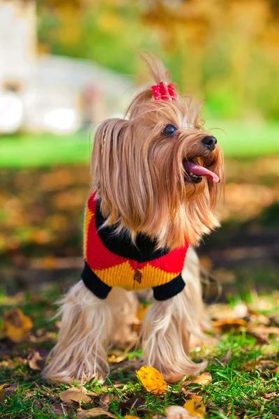 Sonbahar ormanında Yorkshire Teriyeri