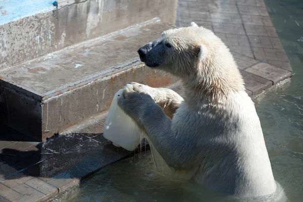 Oso Polar Agua Zoológico — Foto de Stock