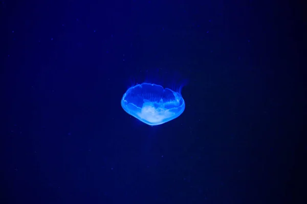 蓝光下水下美丽的水母 — 图库照片