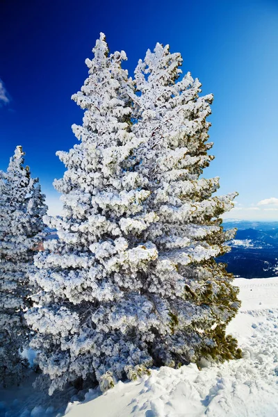 Árvores Nevadas Neve Paisagem Montanhosa — Fotografia de Stock
