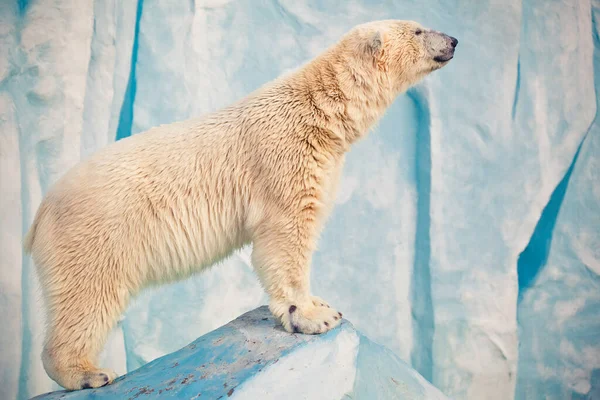Oso Polar Novosibirsk Zoo — Foto de Stock