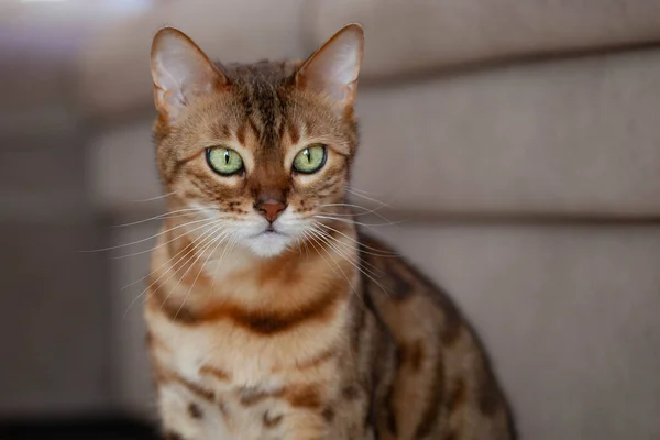 귀여운 고양이 클로즈업 — 스톡 사진