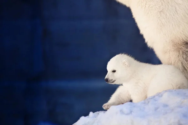 Aranyos Fehér Medve Kölyök Hóban — Stock Fotó