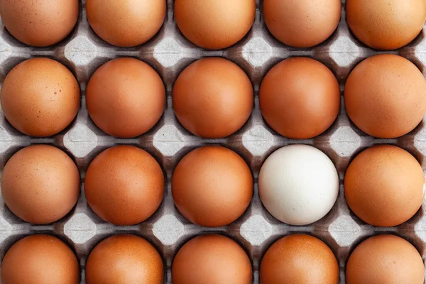 Œufs de poulet bruns entiers et un blanc dans le plateau — Photo