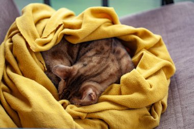 Sarı battaniyeli uyuyan Bengal kedisi