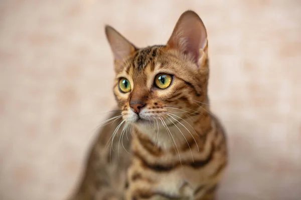 Bengal kedisinin portresi sola bakar.