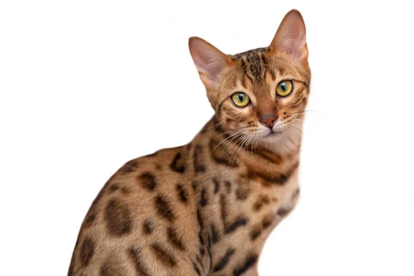 Bengal kedisi oturur ve kameraya bakar.