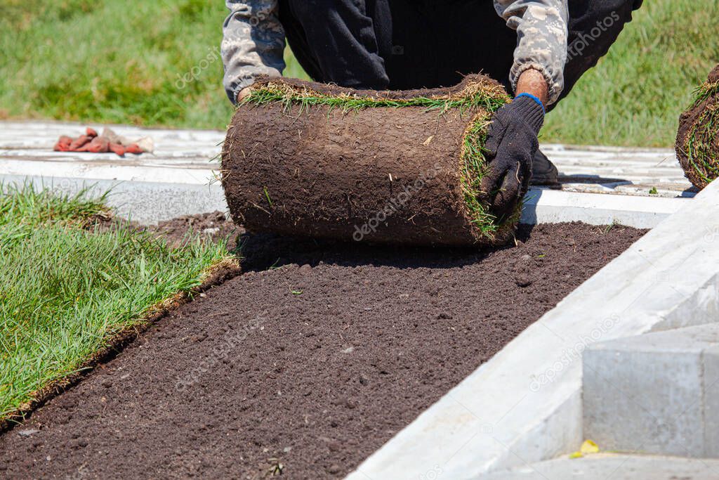 Man laying sod for new garden lawn, gardening