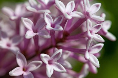 Leylak çiçekleri ilkbahar çiçek açma sahnesi.