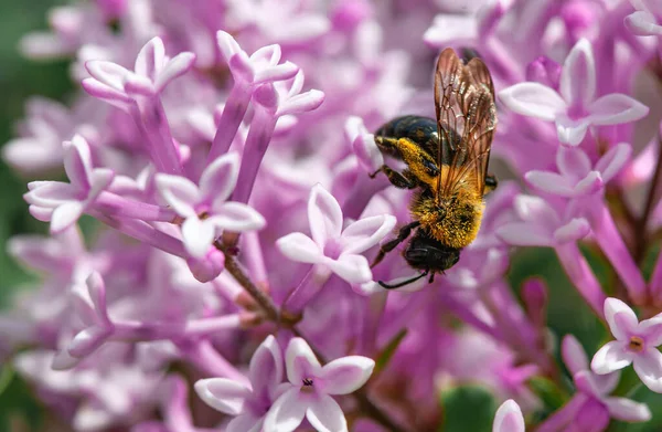 Mor leylak çiçekleri üzerinde arı. Bal arısı mor çiçeklerle süslenmiş leylak çalısı
