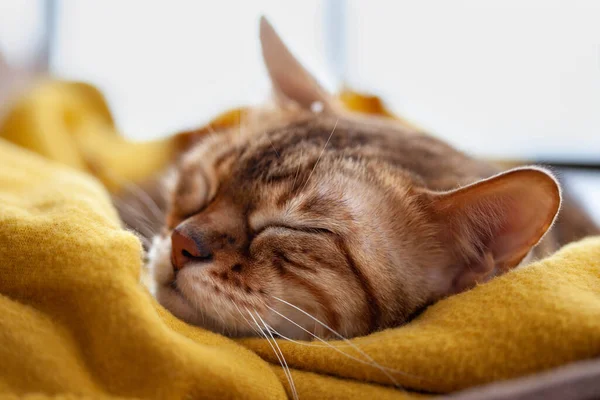 Sarı battaniyeli uyuyan Bengal kedisi