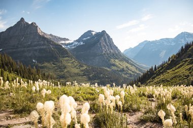 A landscape scenic view of the Rocky Mountain Range of Glacier National Park in Montana. Big blue skies and beargrass in bloom. A huge tourist destination. Photo taken off Going to the Sun Road. clipart