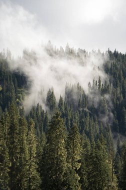Washington 'daki Rainier Dağı Ulusal Parkı' nın her zaman yeşil olan ormanında yoğun bir sis bulutu dolaşıyor. Dağdaki alp ağaçlarının karamsar sisli bir portresi.. 