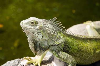 San Juan Porto Riko 'da bir kayanın üzerinde yeşil bir iguana güneşleniyor. Bu büyük sürüngenler adaya özgü değildir ve istilacı bir türdür. Soğuk kanlı kertenkele güneşte ısınıyor.. 