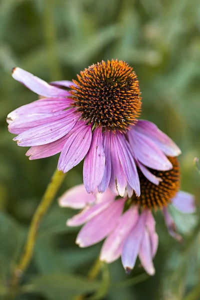Mor coneflower veya echinacea purpurea. Helena, Montana 'da bir bahçede yeşil çimlerin bulanık arka planında izole edilmiş iki çiçeğin yakın plan görüntüsü..
