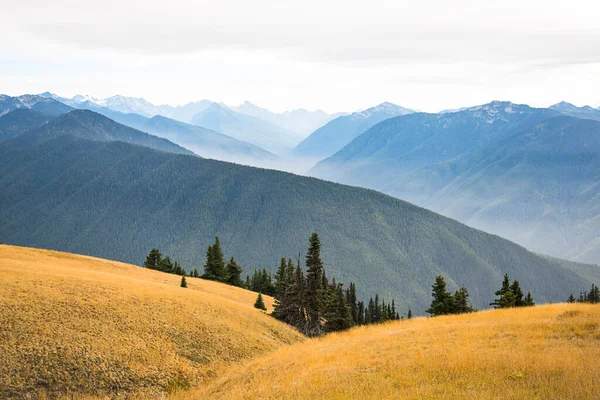 Paisagem Montanhosa Cenário Hurricane Ridge Parque Nacional Olímpico Estado Washington — Fotografia de Stock