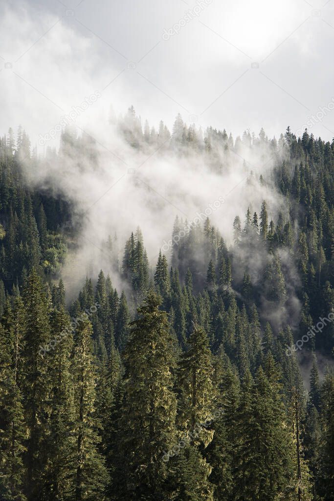 A thick cloud of fog rolls through the evergreen forest of Mount Rainier National Park, Washington. A moody foggy portrait landscape of alpine trees on a mountain. 