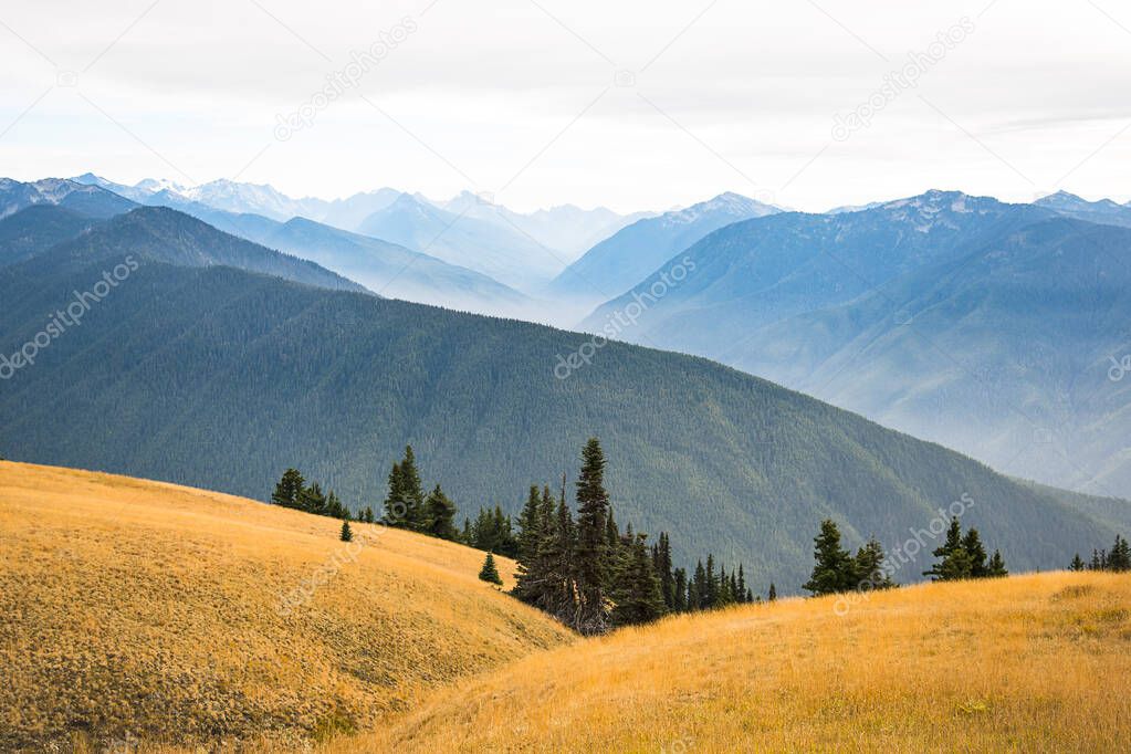 Mountain landscape scenic background of Hurricane Ridge in Olympic National Park in Washington state. The majestic blue Olympic mountains and yellow gold grass with evergreen trees in the foreground.