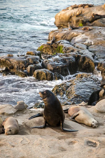南加州沿海海滩野生动物景观 在加利福尼亚圣地亚哥的拉尤拉湾 海狮躺在悬崖上 凝视着太平洋 — 图库照片
