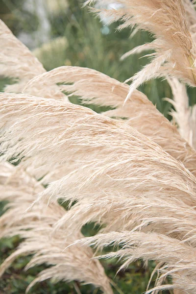 Pampas Travní Rostliny Rostoucí Zahradě Chomáče Opeřené Sušené Botanické Trávy — Stock fotografie