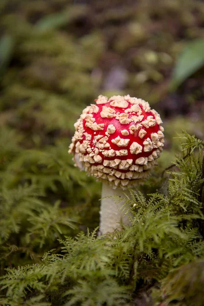 Champignon Agarique Mouche Capuchon Rouge Avec Des Taches Blanches Poussant — Photo