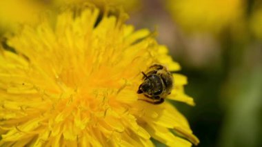Bal arısı tozlaşıyor, sarı karahindiba çiçeğinden nektar topluyor arı kovanına getirmek ve bal yapmak için.