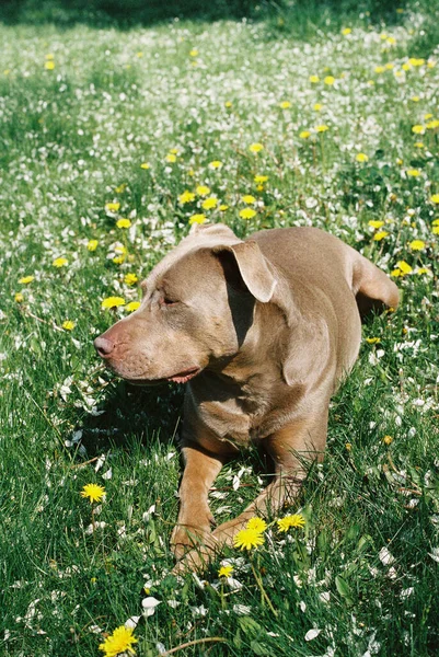 Güneşli bir günde çiçek ve çimlerin üzerinde yatan sevimli pitbull köpeği. Yazın açık havanın tadını çıkaran insanın en iyi arkadaşlarının yan görüntüsü..
