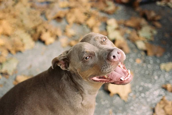 İnsanın en iyi arkadaşı, gülümseyen mutlu köpek, Amerikan Pitt Bull Terrier mesaj ya da yazı eklemek için fotokopi makinesine bakıyor. Sözcük eklemek için boş alanı olan köpek hayvan arkaplanı.